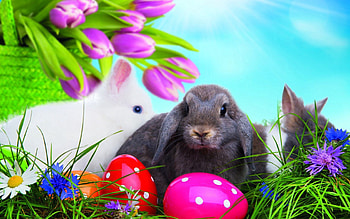 Holidays, Grass, Eggs, Easter, Rabbits, Multicolored HD wallpaper