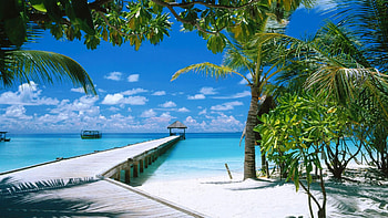 Ari Atoll, Maldives - Nature & Animal - Hi-Res Wildlife and . HD wallpaper