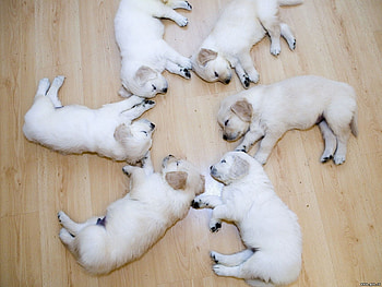 Animals, Dogs HD wallpaper
