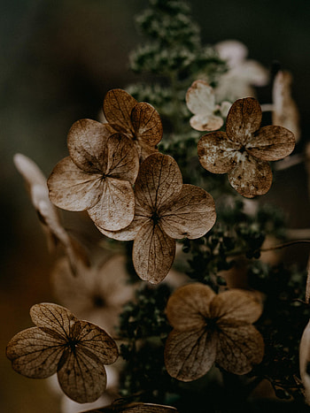 Flowers, Plant, Macro, Brown, Dry, Hydrangea HD phone wallpaper