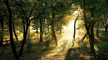 sunshine through the forest, mist, sunshine, rays, grass, forest HD wallpaper
