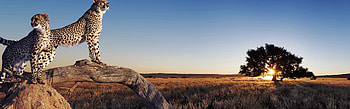Africa Travels, Majestic cheetahs, Natural beauty, Captivating wildlife HD wallpaper