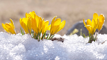 Pretty Crocus, Flowers, Frost, Spring, Snow HD wallpaper