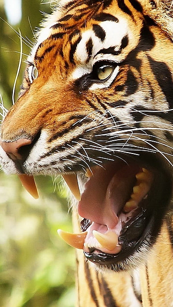 Tiger , Roaring, Sharp Teeth HD phone wallpaper