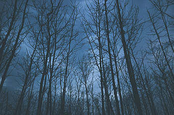 Nature, Trees, Sky, Fog HD wallpaper