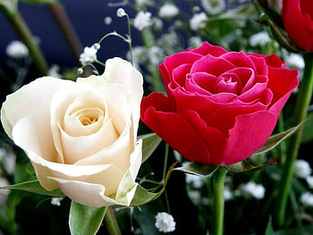 adi, nature, flowers HD wallpaper