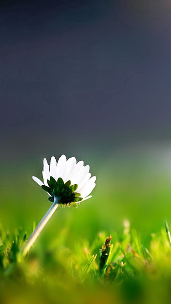 Flowers , White Flower HD phone wallpaper