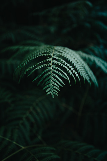 Nature, Plant, Macro, Fern, Branch HD phone wallpaper