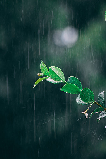 Leaves, Rain, Drops, Macro, Branch HD phone wallpaper