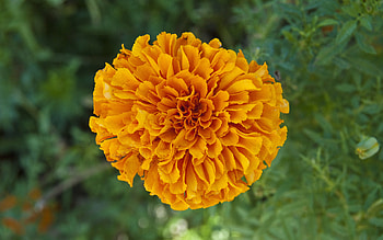 Beautiful Italian Flower, one, garden, beautiful, nature, flowers HD wallpaper