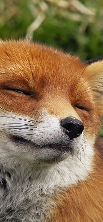 Happy fox , 11, Joyful animal, Smiling HD phone wallpaper