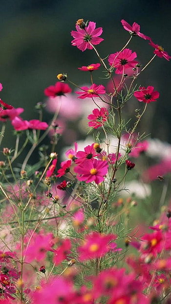 Pure nature galsang field, , Nature's wonders, Stunning scenery HD phone wallpaper