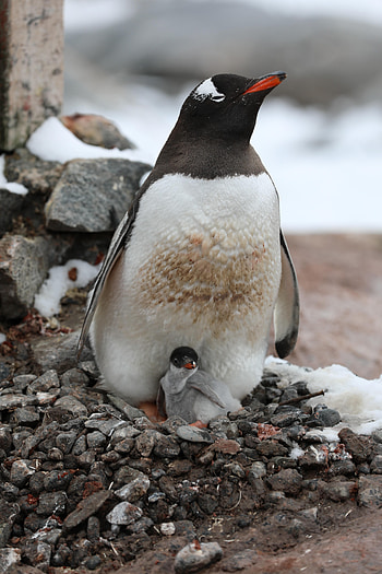 Animals, Young, Animal, Family, Joey, Penguin HD phone wallpaper