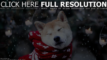Doge Shiba Doge Shiba Doge Sizes HD wallpaper