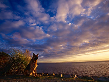 german shepherd, dog, canine, shepherd, german HD wallpaper