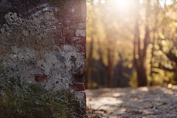 A sunlit decaying brick wall in the woods during autumn. Captures texture and warm light. HD wallpaper