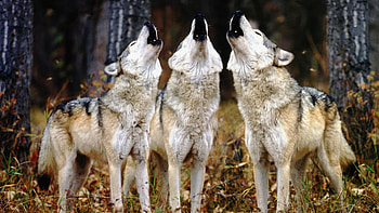 Animals, Wolfs HD wallpaper