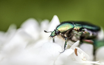 Flower, Macro, Petals, Bug, Beetle HD wallpaper