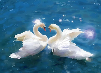 Swans, water, lebada, blue, white, bird, summer, julia, couple, juliaart, swan, pasari, vara, view grom the top HD wallpaper