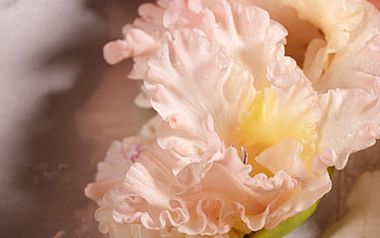 Flower, Macro, Light, Petals, Form, Light Coloured HD wallpaper