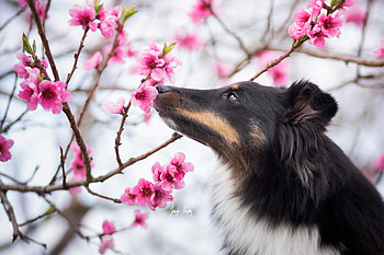 Spring fragance, dog, animal, white, black, pink, cherry, collie, flower, sakura, blossom, caine HD wallpaper