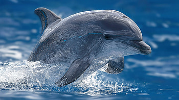 Animal, Porpoise HD wallpaper