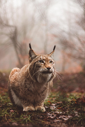 Lynx, Beautiful wild cat, Exquisite fur, Enchanting beauty HD phone wallpaper