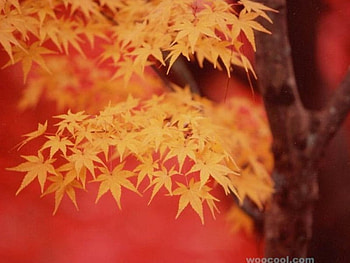 Golden Maple Leaves, maple tree, golden leaves HD wallpaper