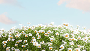 Daisy Field, flowers, field HD wallpaper