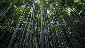 Forest in , Serene beauty, Lush trees, Vibrant bamboo HD wallpaper