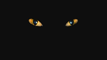Ready to Pounce, animal, eyes, cat, dark HD wallpaper