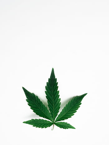 Minimalist cannabis leaf isolated on white background, symbolizing nature and wellness. HD phone wallpaper