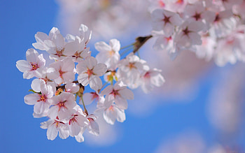 Spring, Flowers, Plant, Macro, Bloom, Flowering, Branch HD wallpaper