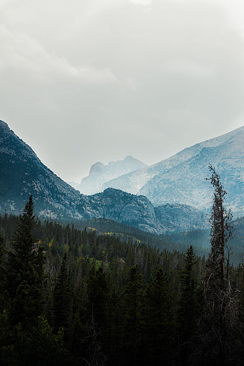 Nature, Trees, Mountains, Forest, Fog, Valley HD phone wallpaper