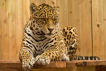 Close-up of a majestic leopard resting on a wooden platform, showcasing its spotted coat and intense gaze. HD wallpaper