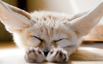 Fennec Fox, Captivating , Adorable fennec, Desert beauty HD wallpaper