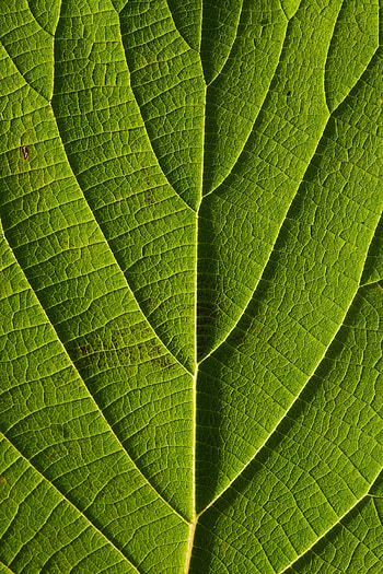 Macro, Lines, Sheet, Leaf, Veins HD phone wallpaper