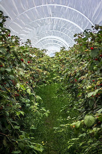 Explore vibrant raspberry plants in a Swiss greenhouse tunnel during summer. HD phone wallpaper