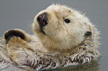 Sea otter close-up, Misty ocean backdrop, Peaceful marine life, Coastal charm HD wallpaper