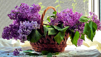 Basket with fresh lilac, Home, Lilac, Basket, Pretty HD wallpaper