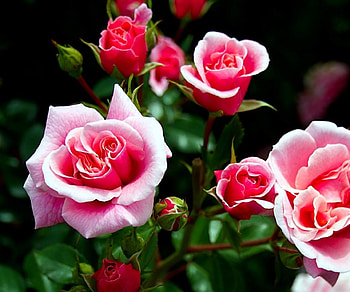 Roses, rose, garden, pink, flower HD wallpaper