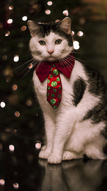 Cute Christmas, Cute Cat Christmas HD phone wallpaper