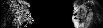 Lion Dual Screen ., Black and White Dual Monitor HD wallpaper