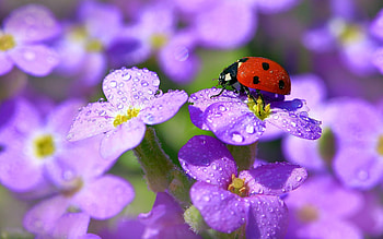 Ladybug on Flower, nature, flowers, ladybug, macro HD wallpaper