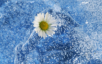 winter, beautiful, ice, flower HD wallpaper