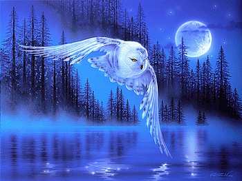 snow owl, natur, birds, snowowl, owl HD wallpaper