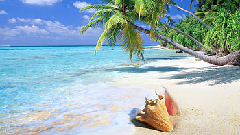 tropical beach shell | GALLERY HD wallpaper