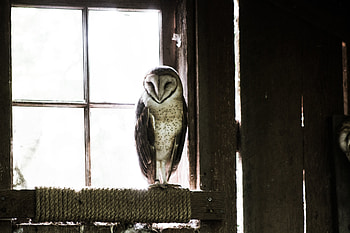 Animals, Owl, Bird, Predator, Premises, Room HD wallpaper