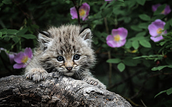 Animals, Flowers, Wood, Fluffy, Young, Kitty, Kitten, Tree, Muzzle, Grey, Joey HD wallpaper