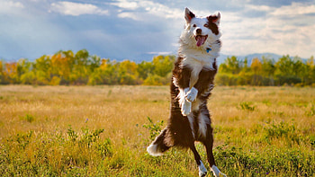 Animals, Nature, Grass, Dog, Bounce, Jump HD wallpaper